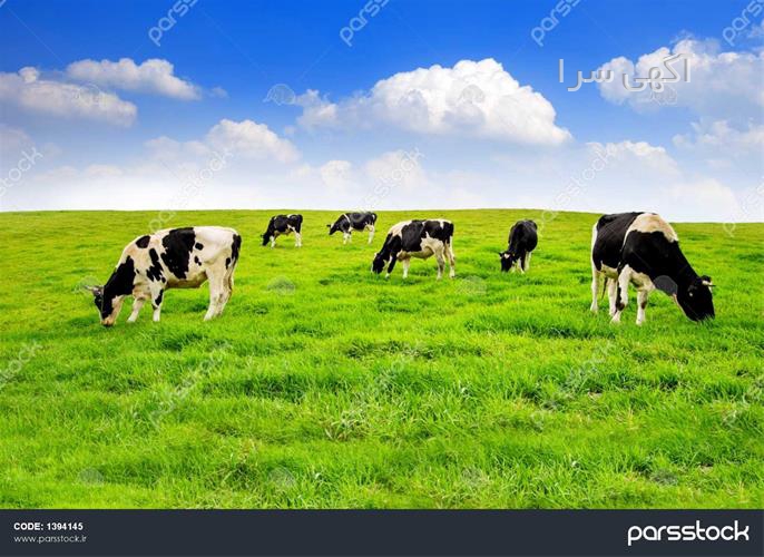 آگهی های دامداری - باغستان
