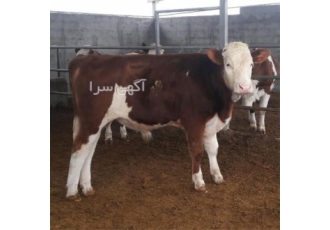 فروش گوساله پرواری سیمینتال _ فروش گاو سیمینتال