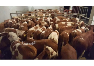 فروش انواع گوساله سمینتال&#۱۶۰; نر و ماده در پیرانشهر فروش ویژه