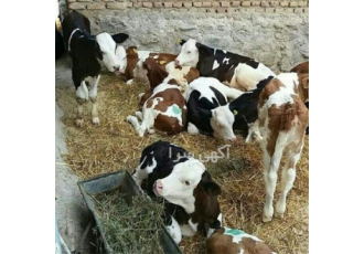فروش گوساله گوساله سیمینتال گوساله هلشتاین در گلپایگان فروش گوساله