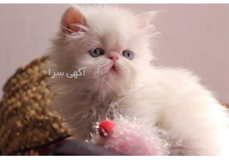 فروش بچه گربه های زیبا و اصیل پرشین