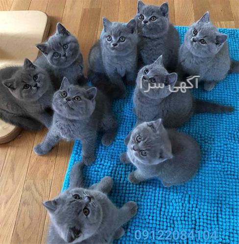 کرایه کت و شلوار