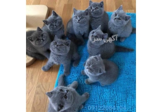 فروش گربه اسکاتیش، پرورش گربه بریتیش
