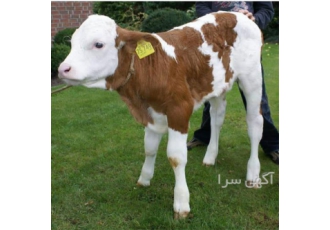 فروش گوساله - فروش گوساله سمینتال - فروش گوساله