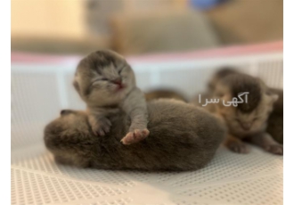 فروش گربه اسکاتیش ، فروش گربه بریتیش