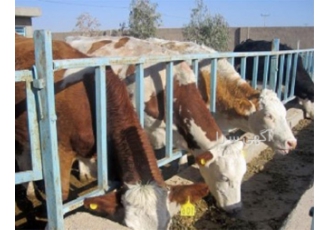 فروش انواع گوساله سیمینتال دورگه در کرمانشاه ارسال گوساله سیمینتال