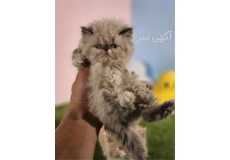 فروش هیمالین دختر گرید مثبت A بلو