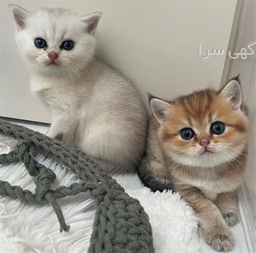 آگهی های گربه - شیراز