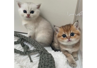 فروش بچه گربه های اسکاتیش و بریتیش گلد و سیلور