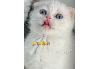 فروش گربه اسکاتیش فلد قیمت گربه بریتیش مناسب در شیراز فروش تخصصی