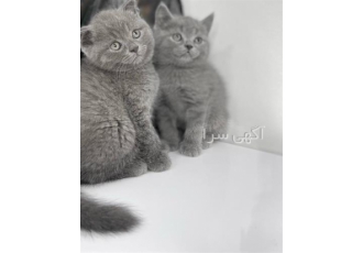 فروش بچه گربه قیمت بچه گربه اسکاتیش در بوشهر فروش گربه در رنگ و مدل