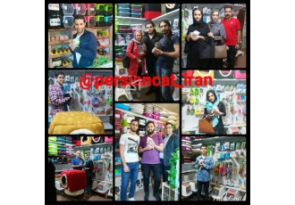 فروش ویژه انواع بچه گربه مینیاتوری و آپارتمانی