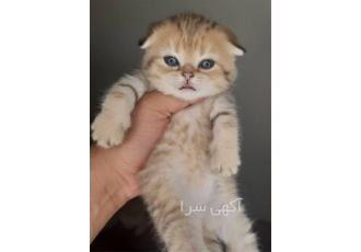 قیمت گربه اسکاتیش خرید گربه اسکاتیش فولد در تهران با سلام خدمت دوستان