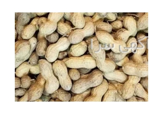 بادام زمینی غلاف دار ایرانی