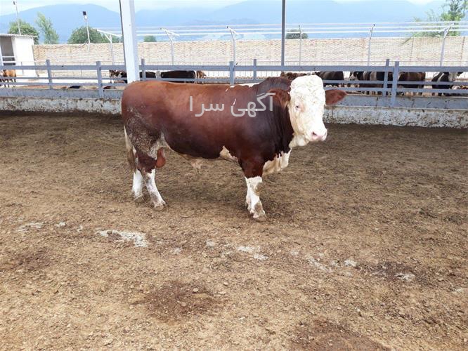 آگهی های دامداری - کرمان