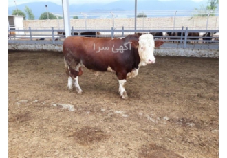 فروش گوساله سیمینتال نر قطع شیر و شیرخوار