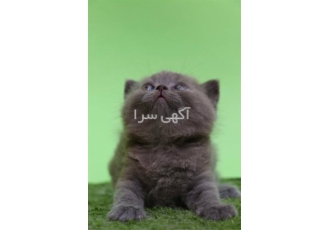 فروش توله بریتیش بلو در اصفهان مجموعه ی شای پت مرکز تخصصی حیوانات خانگی