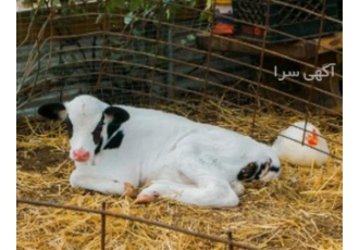 فروش گوساله زنده عمده در کرمان سفارش گوساله زنده به صورت جزیی و عمده