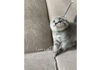 گربه اسکاتیش گربه بریتیش گربه پرشین