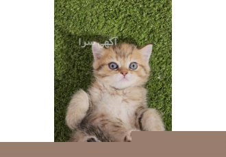 گربه بریتیش گلد در اصفهان #128049 #128049 مجموعه ی شای پت مرکز پرورش
