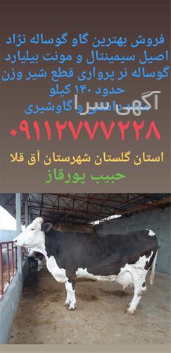 آگهی های دامداری - آباده