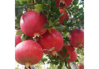 فروش انار مرغوب صادراتی Sales Pomegranate Export انار درجه یک صادراتی