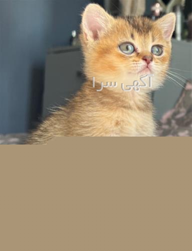 قیمت بچه گربه اسکاتیش