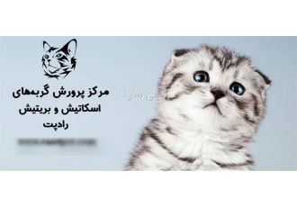مرکز فروش بچه گربه های فانتزی و اشرافی