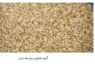 آموزش تولید وپرورش میل ورم