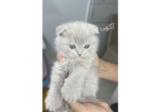 فروش بچه گربه اسکاتیش ، گربه میکس پرشین