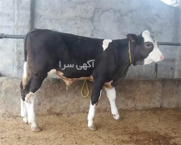 آگهی های دامداری - ایلام