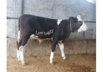 پرورش دهنده گوساله سیمینتال پرواری