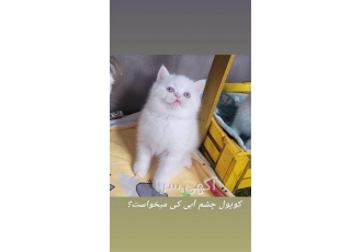 بچه گربه بریتیش چشم آبی در تهران بچه گربه اصیل بریتیش گربه زیبا بریتیش