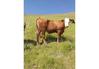 فروش انواع گوساله پرواری سیمینتال و ماده داشتی