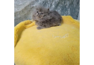 فروش پرشین بلو در تهران بچه گربه پرشین بلو گربه طوسی گربه پشمالو گربه