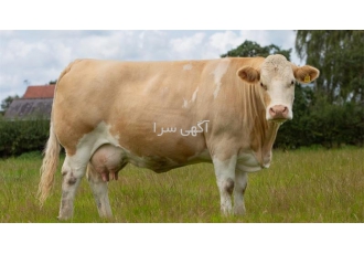 پرورش گوساله در بندر ترکمن فروش گوساله سمینتال هلشتاین پرواری و گوشتی