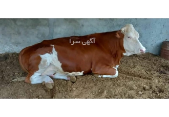 فروش گوساله های سمینتال اصیل در خرم آباد فروش و عرضه گوساله های سمنیتال