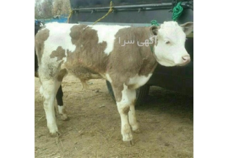 بزرگترین مرکز فروش سمینتال درجه ۱پرواری در بندر ترکمن مرکز فروش گوساله