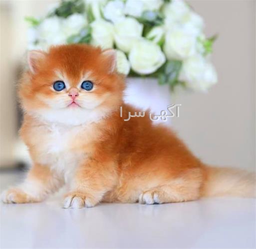 واگذاری بچه گربه رایگان