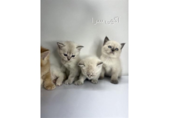 گربه اسکاتیش آنفولد گربه بریتیش بچه گربه اسکاتیش در تهران مجموعه راد