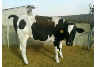 فروش گوساله و گاو شیری - قیمت گاو شیری و سیمینتال