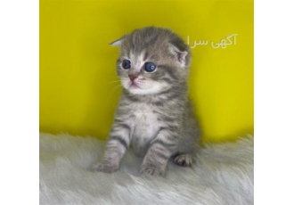 فروش گربه اسکاتیش آنفولد گربه بلو پوینت در کرج کلی گربه تو کانال