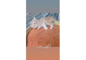 قیمت گربه پرشین اصیل