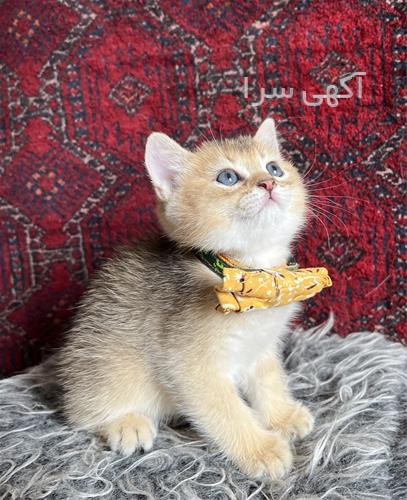 آگهی های گربه - تهران