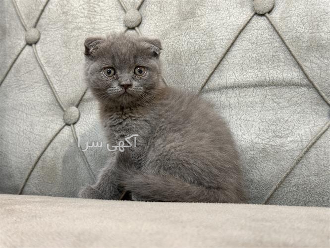انفولد