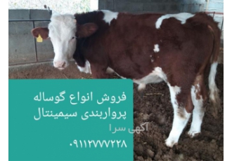 فروش گاو و گوساله پروار سیمینتال نر و ماده