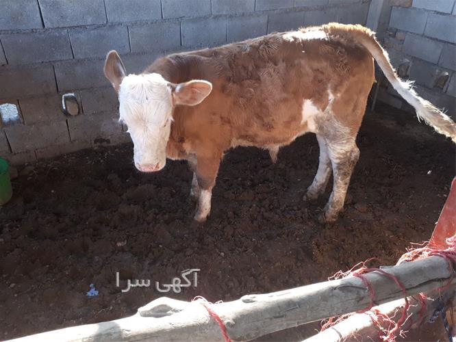 آگهی های دامداری - بستان آباد