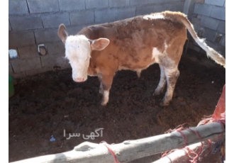فروش گوساله سیمینتال ، فروش گوساله هلشتاین ، گاو