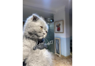 توله گربه اسکاتیش بلو در تهران دو عدد توله اسکاتیش بلو نر و ماده دو