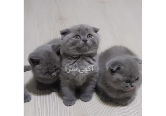 فروش بچه گربه بریتیش ، فروش بچه گربه اشرافی اصیل